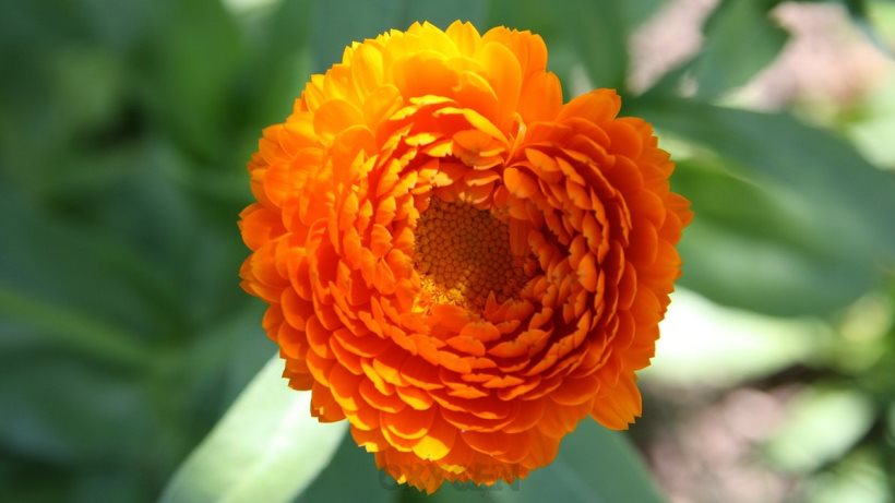 Orange Flower Wallpaper