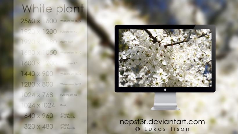 White Plant Wallpapers